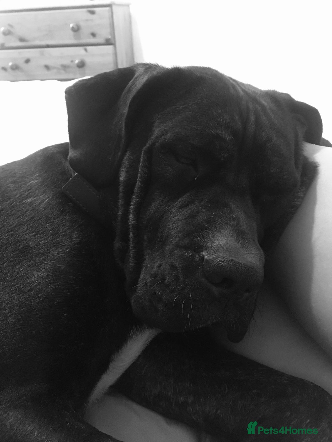 Cane Corso dogs for sale: 12 month cane corso Anna  - Image 3