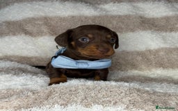 Miniature Dachshund dogs for sale: KC Registered miniature Dachshund Puppies - Image 19