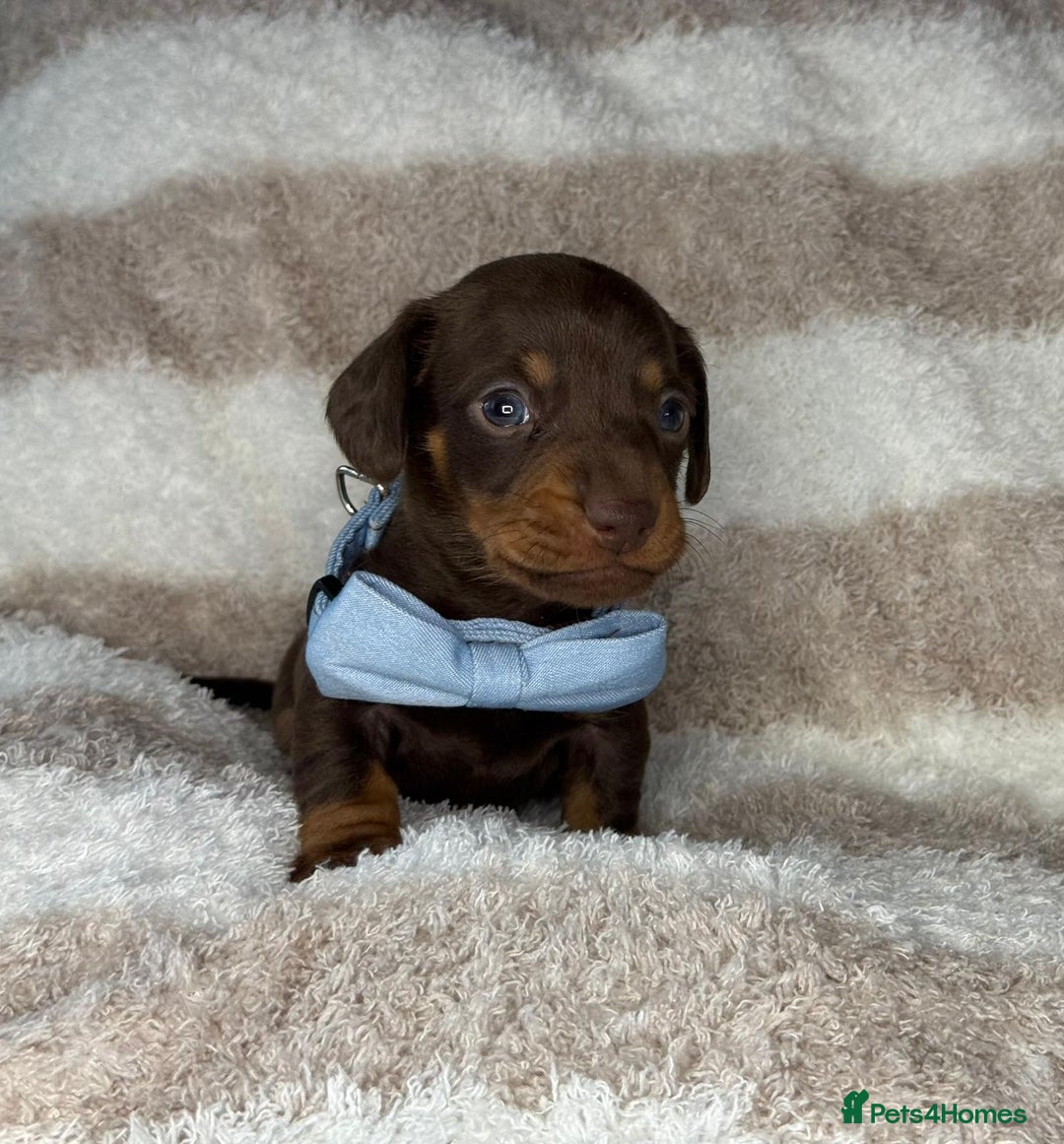 Miniature Dachshund dogs for sale: KC Registered miniature Dachshund Puppies - Image 19
