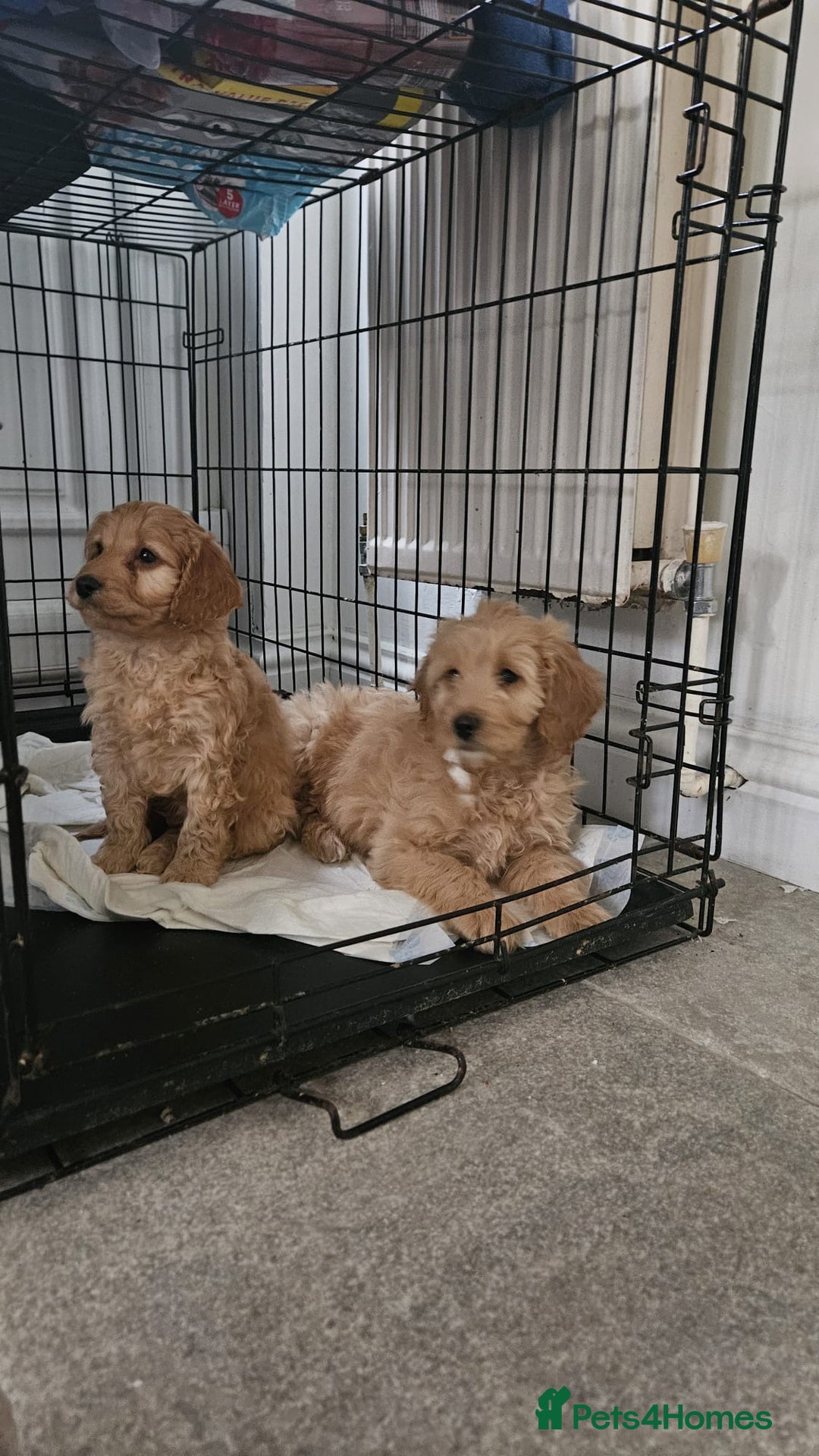 Cockapoo dogs for sale: Cockapoo puppies  - Advert 1