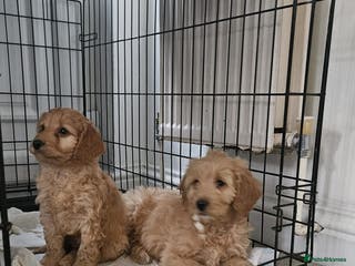 Cockapoo dogs Cockapoo puppies - Advert 2