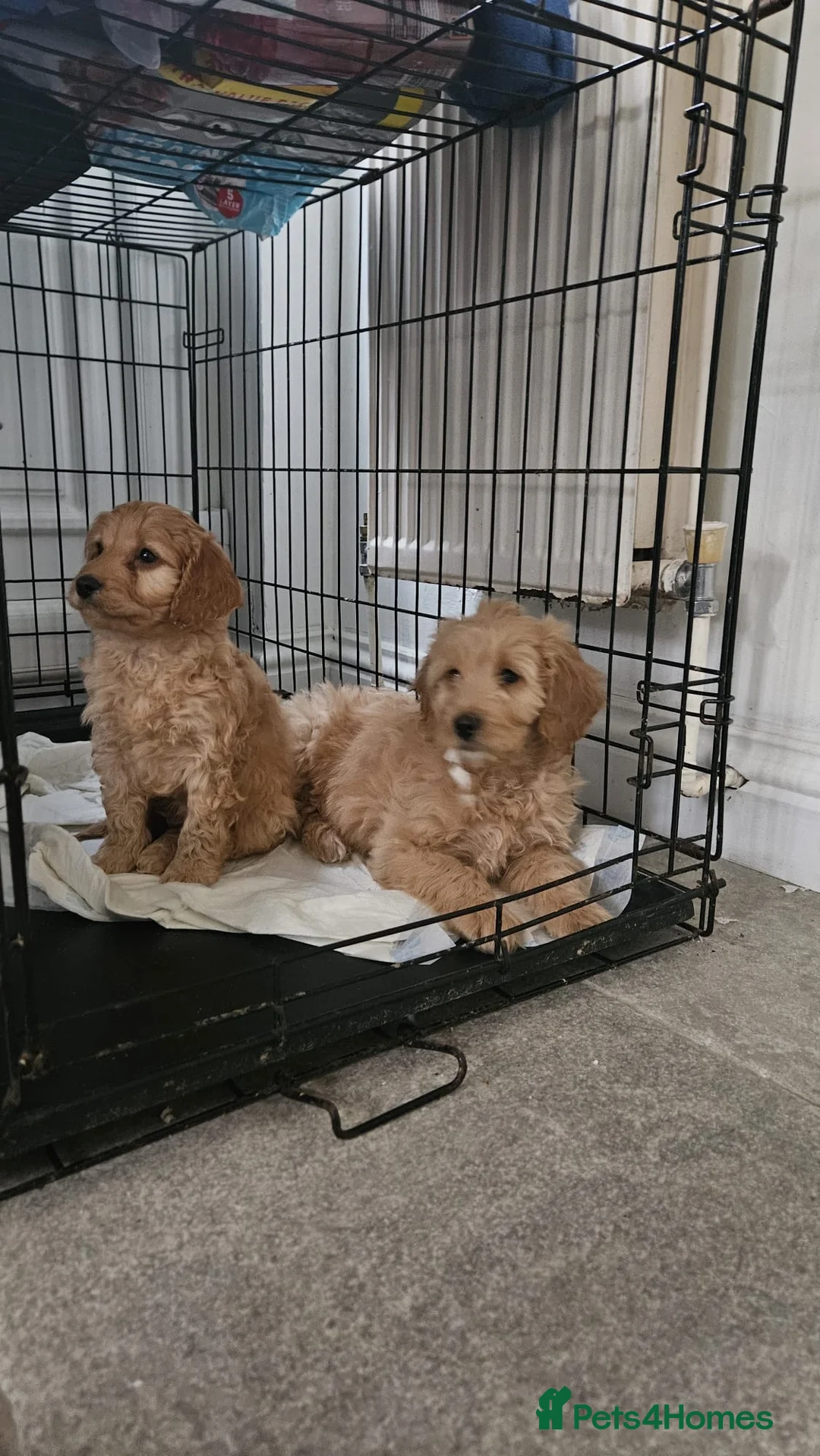 Cockapoo dogs for sale: Cockapoo puppies  - Advert 2