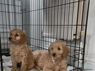 Cockapoo dogs Cockapoo puppies - Advert 2