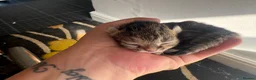 Mixed Breed cats for sale: Beautiful litter - Advert 5