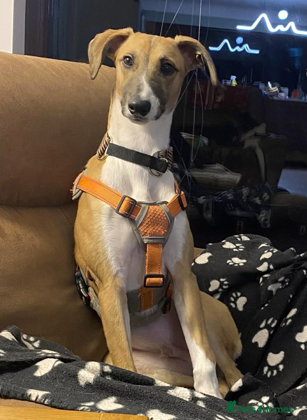 Lurcher dogs for adoption: LENNY, 6-month-old male lurcher in rescue - Advert 5