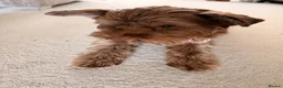 Yorkshire Terrier dogs for sale: 1 year old purebred chocolate yorkie for sale  in Hemel Hempstead - Advert 9