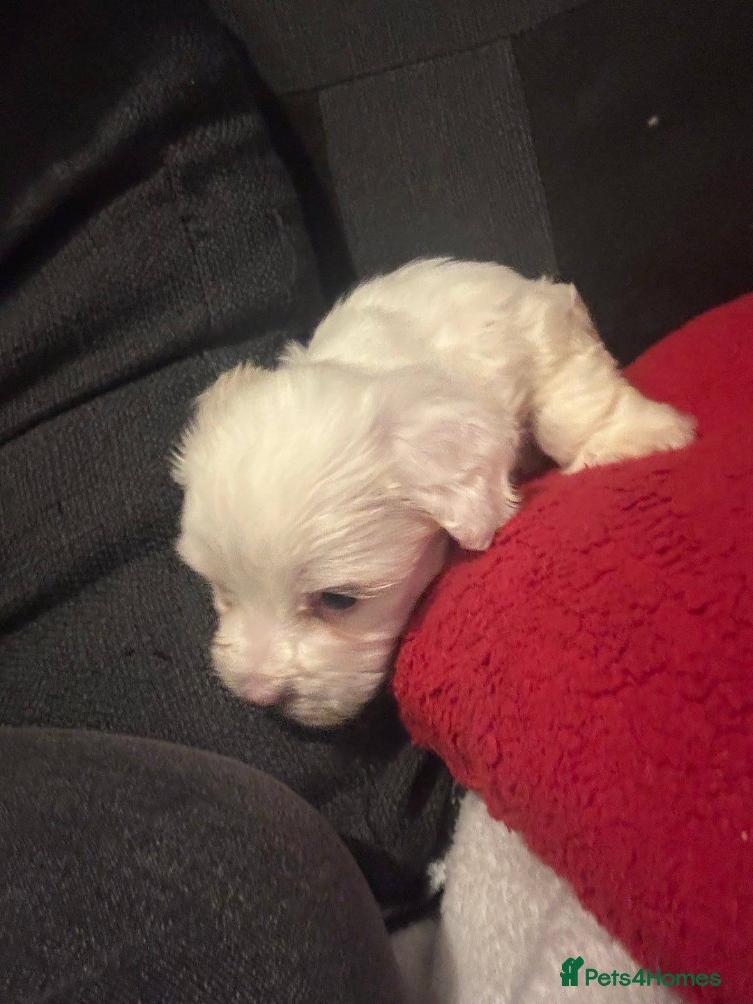 Bichon Frise dogs for sale: Bichon Frise - Advert 5