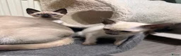 Siamese cats for sale: 6 affectionate traditional Siamese kittens ready - Advert 13