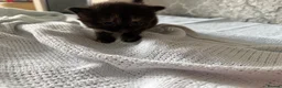 Mixed Breed cats for sale: 4 beautiful kittens for sale  - Advert 20