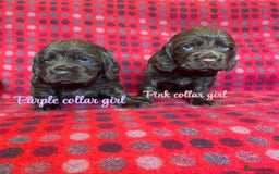 Cocker Spaniel dogs for sale: KC registered working cocker spaniels ready 23/11 - Image 14