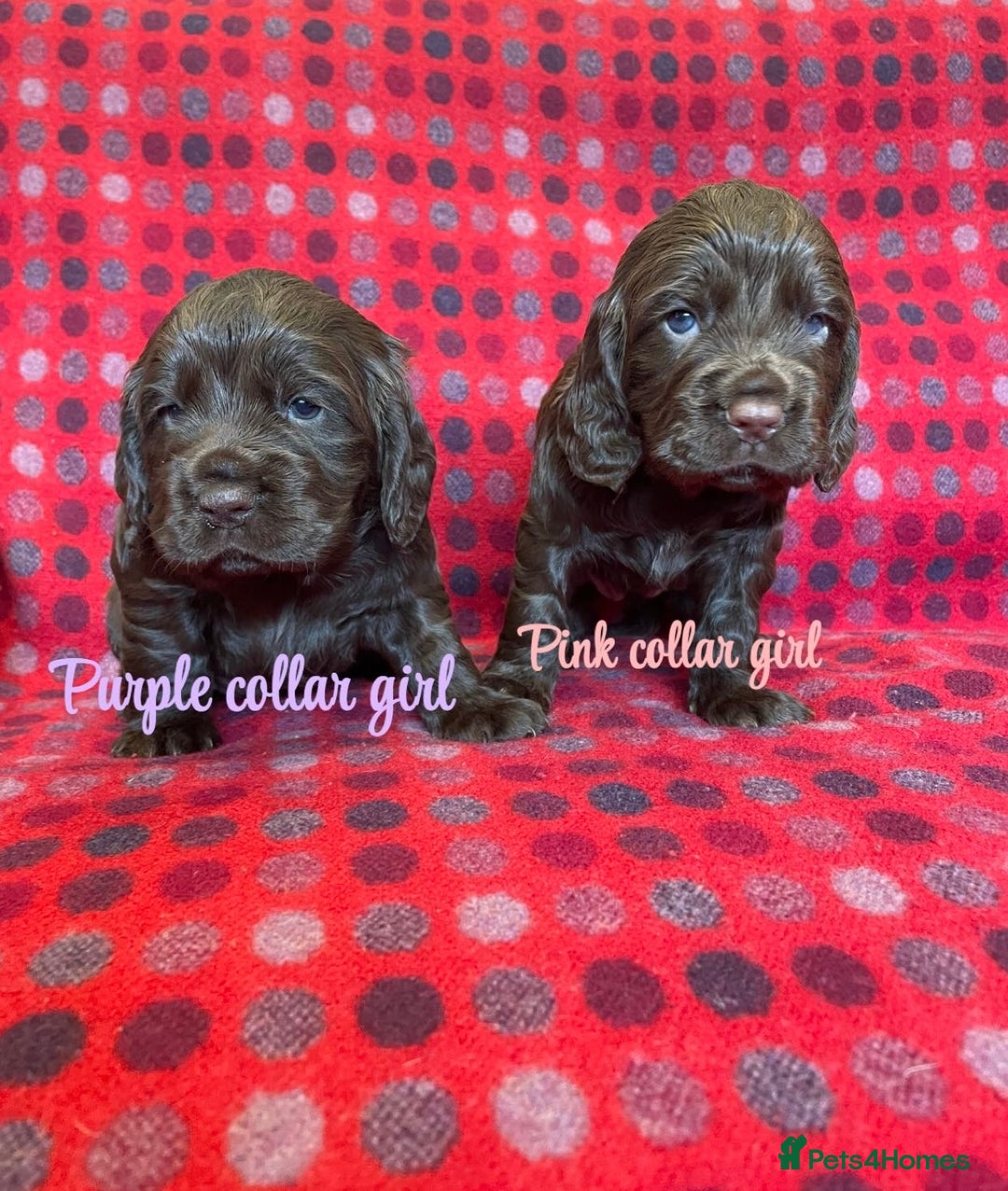 Cocker Spaniel dogs for sale: KC registered working cocker spaniels ready 23/11 - Image 14