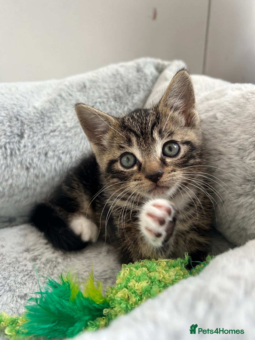 Mixed Breed cats for sale: 3 month old tabby  - Advert 3