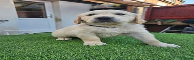 Golden Retriever 4