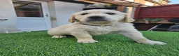 Golden Retriever dogs for sale: Golden Retriever puppys in Harrow London  - Advert 9