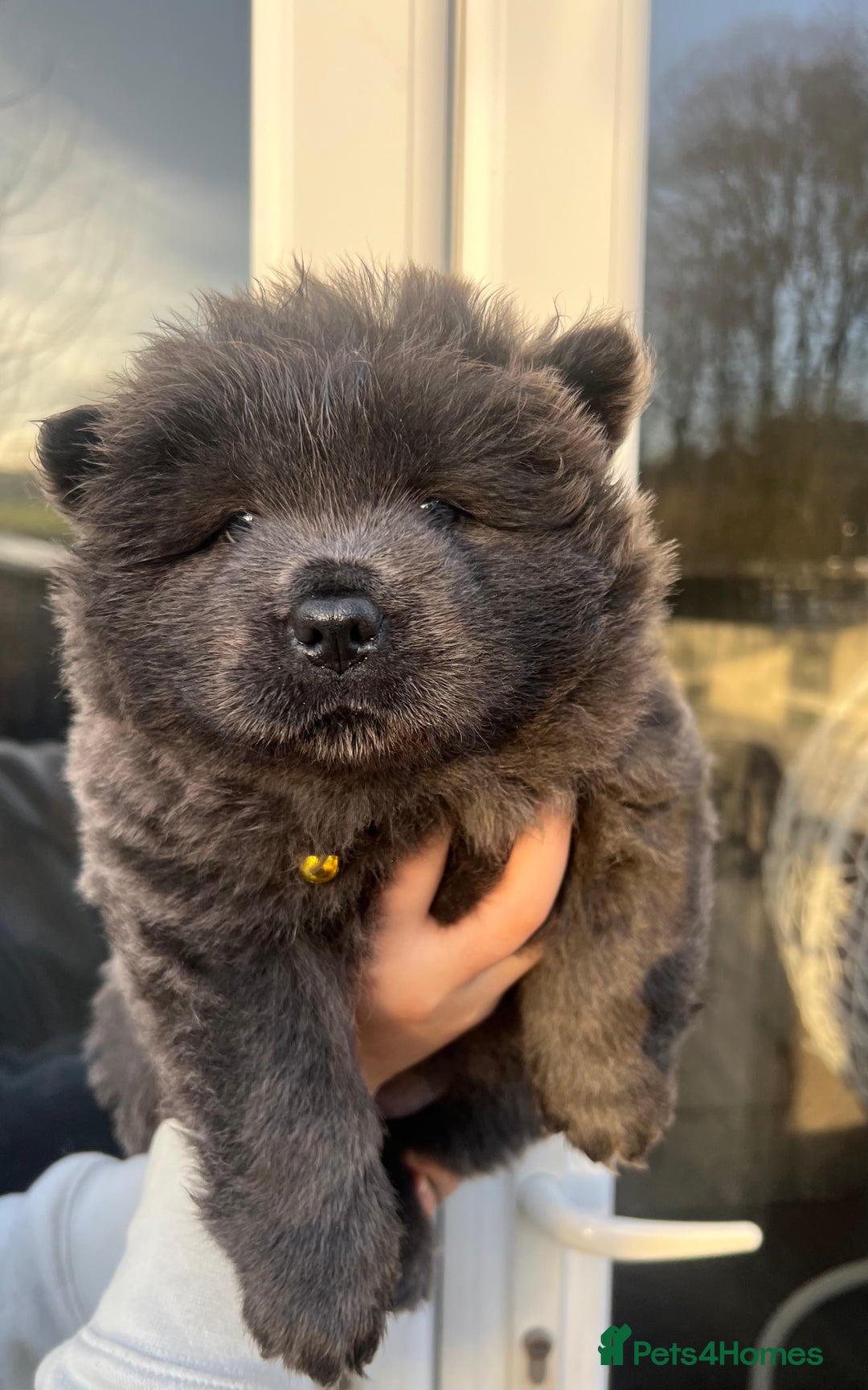 Chow Chow dogs for sale: Beautiful Black and Blue Chow Chow 🖤💙 - Advert 18