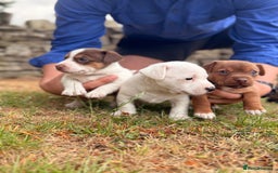 Jack Russell dogs for sale: 3 Male Jack Russell Pups - Image 2