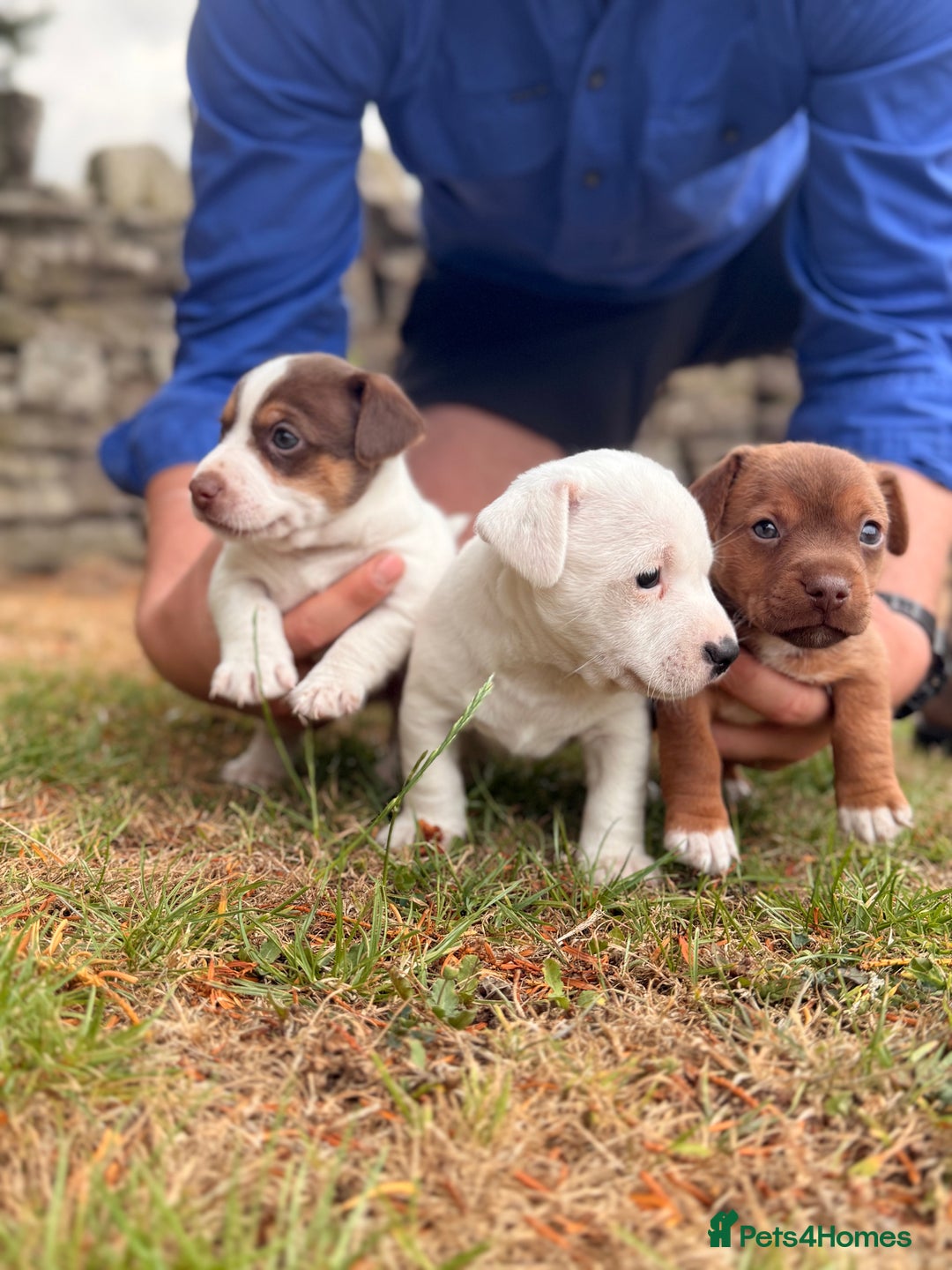 Jack Russell dogs for sale: 3 Male Jack Russell Pups - Image 2