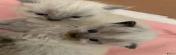 Exotic cats for sale: Beautiful exotic x ragdoll kittens  - Advert 2