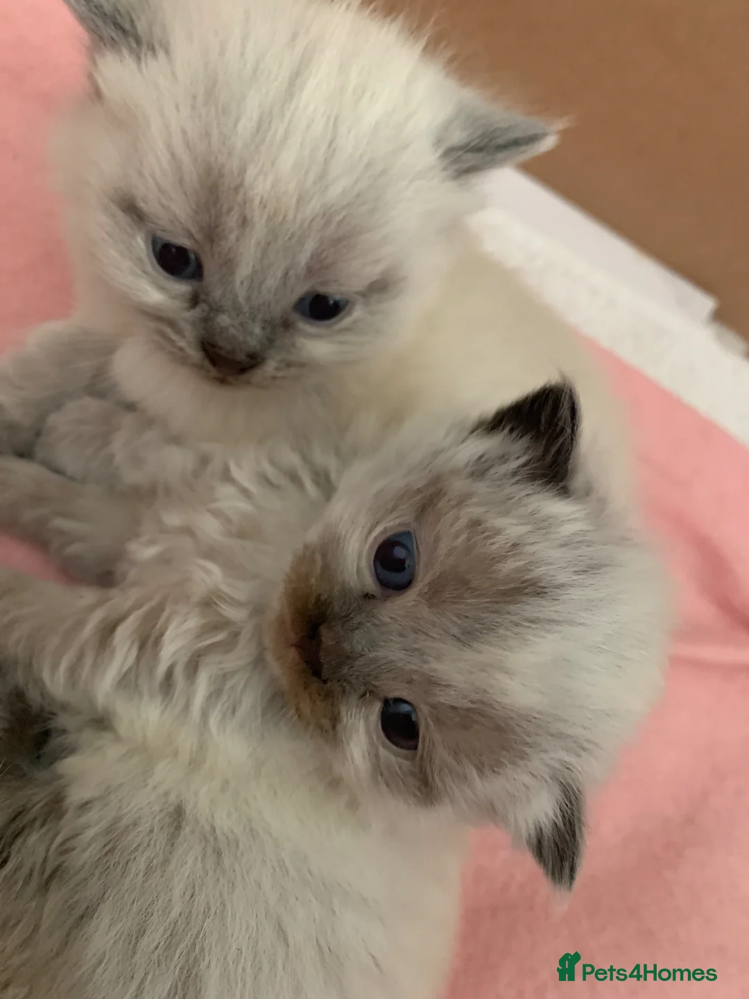 Exotic cats for sale: Beautiful exotic x ragdoll kittens  - Advert 2