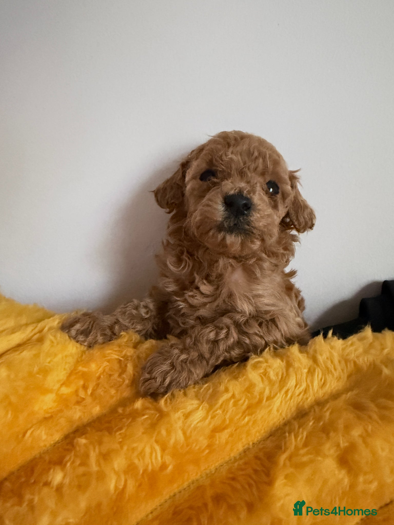 Maltipoo dogs Stunning Red Maltipoo Pups 5 Boys § Girl - Advert 2