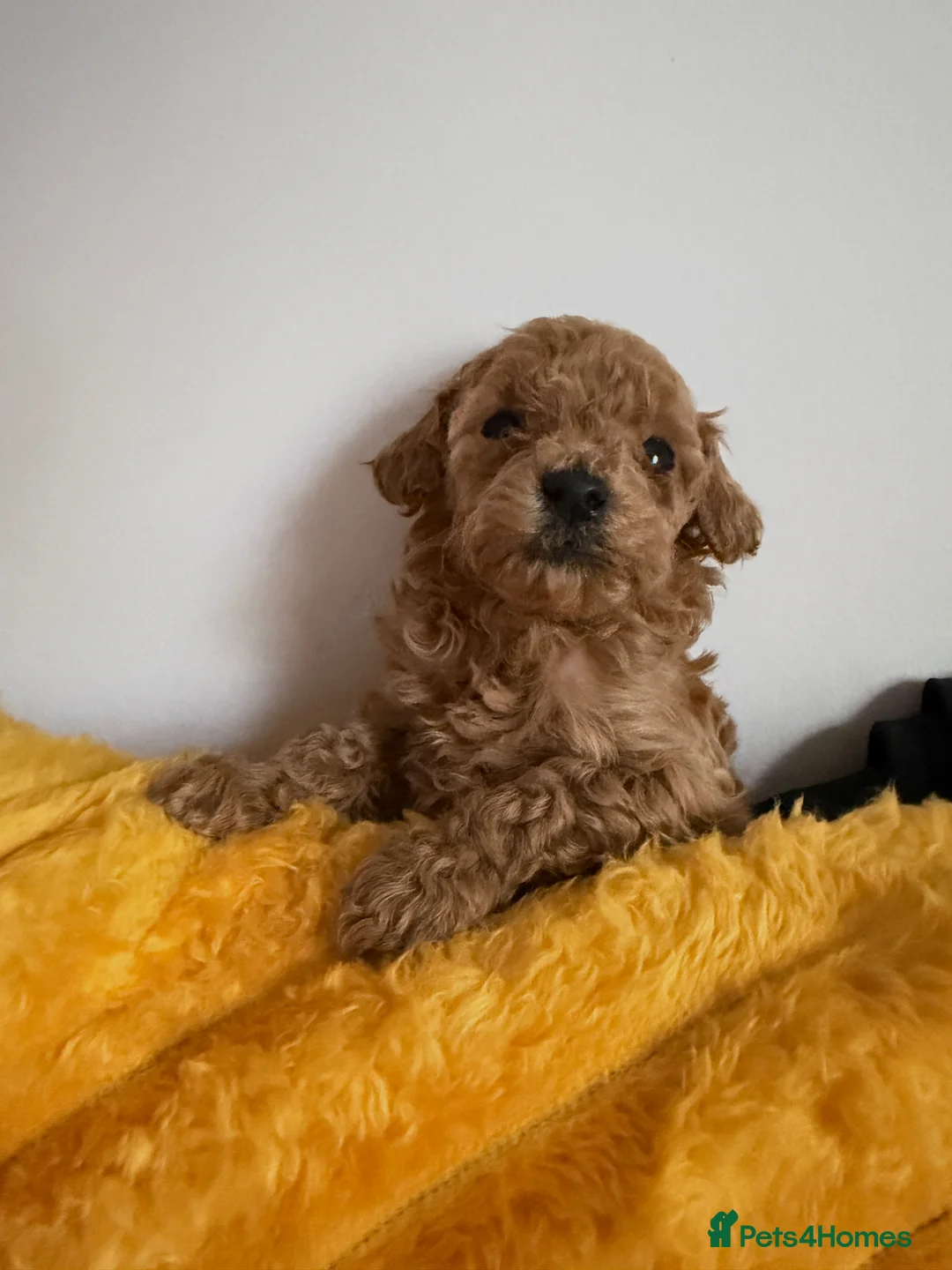 Maltipoo dogs for sale: Stunning Red Maltipoo Pups 5 Boys § Girl in Gillingham - Advert 2