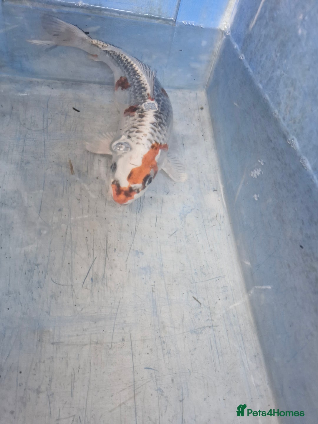Koi Carp fish for sale: Koi carp various sizes - Advert 3