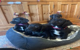 Springador dogs for sale: Beautiful Springador Puppies  - Advert 3