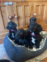 Springador dogs Beautiful Springador Puppies - Advert 4