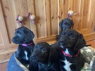 Springador dogs Beautiful Springador Puppies - Advert 3