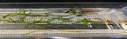 Shrimps fish for sale: Black, red, and yellow freshwater shrimp  - Advert 10