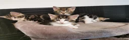 Mixed Breed cats for sale: Extra-cuddly, hand-reared, vet checked kittens  - Advert 7