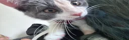 Domestic Shorthair cats for sale: Two 6 month old kittens  in Wallsend - Advert 5