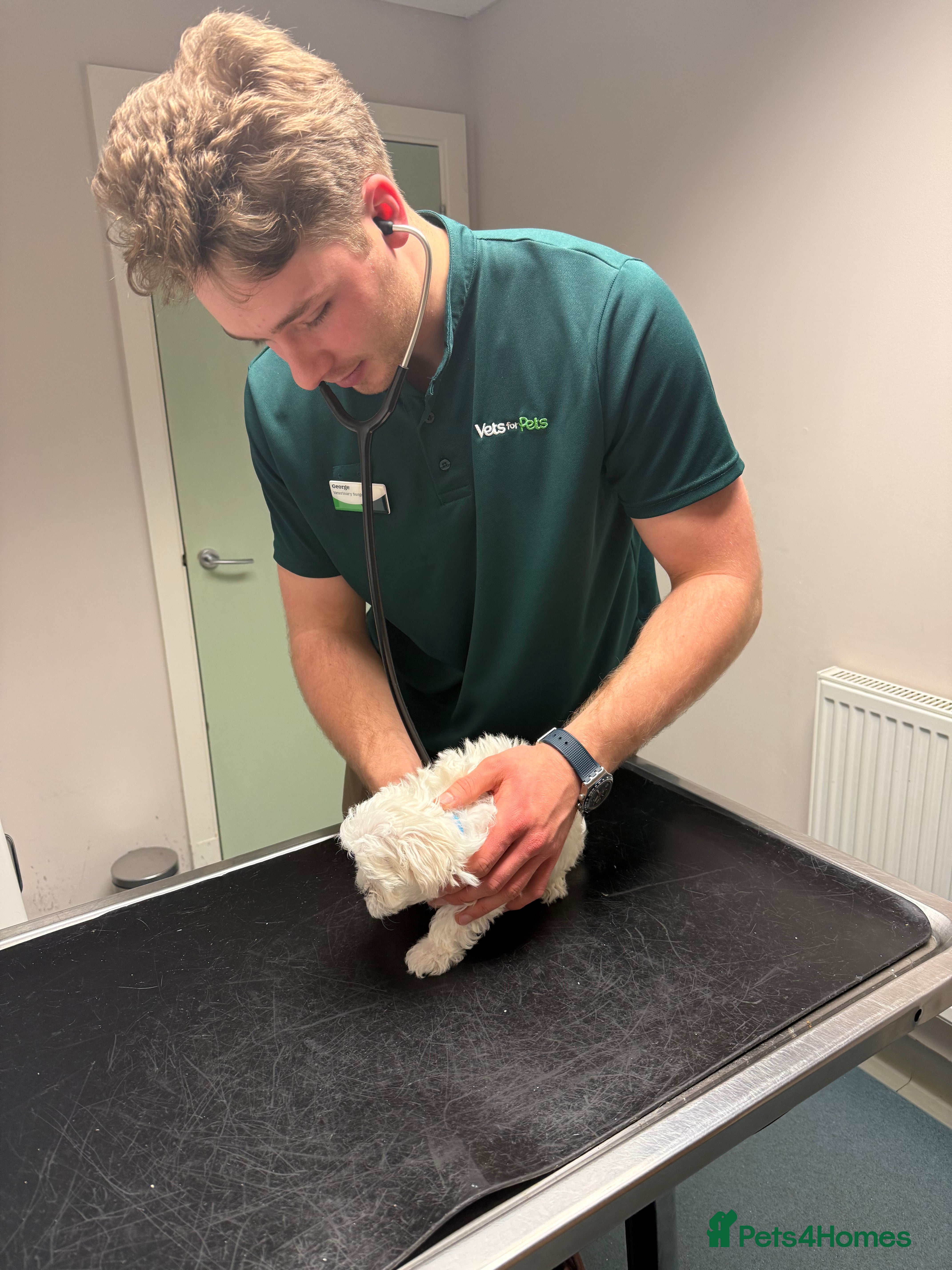 Maltese dogs Maltese puppies Kc registered  - Advert 6