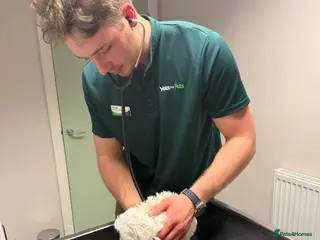 Maltese dogs Maltese puppies Kc registered - Advert 6