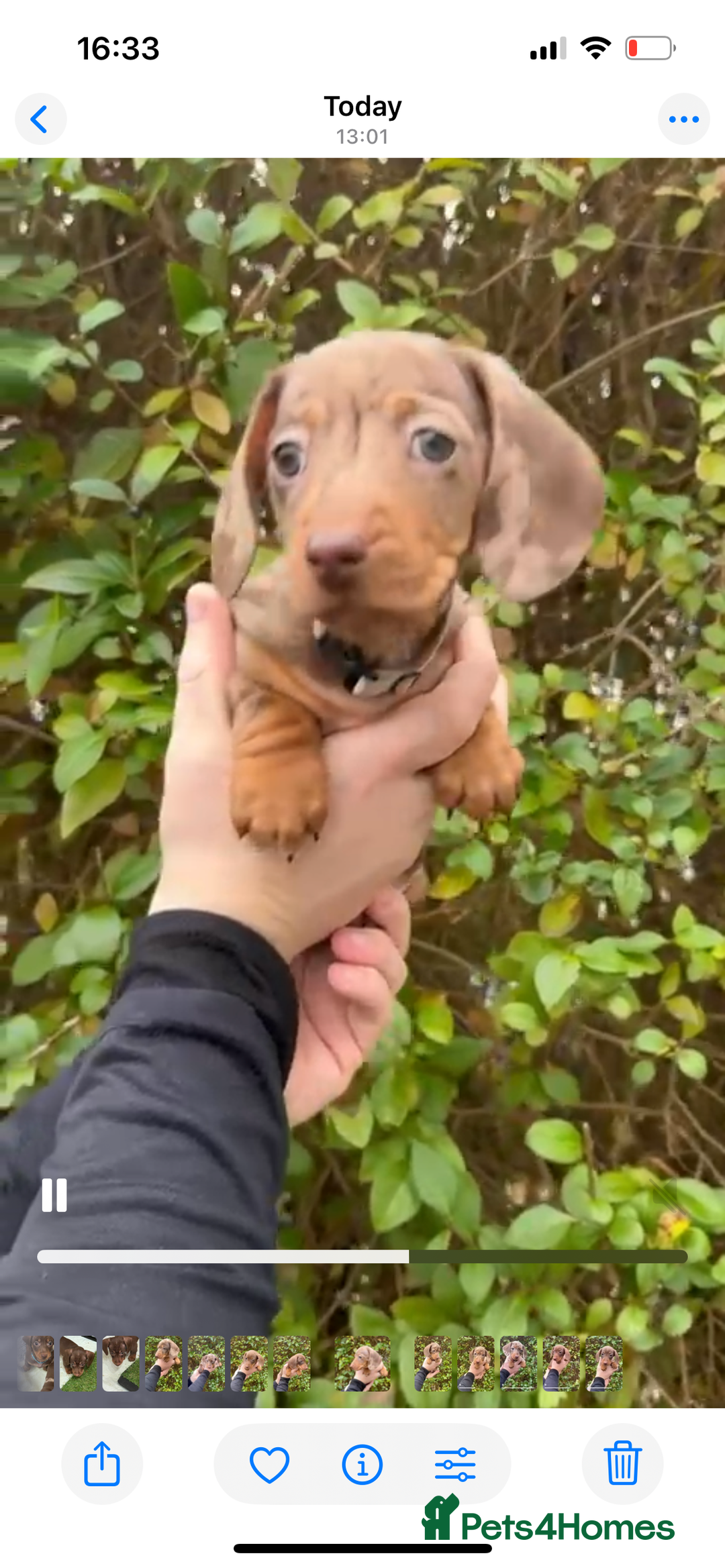 Miniature Dachshund dogs for sale: Isabella Dapple & chocolate & tan-dachshunds,  - Advert 18