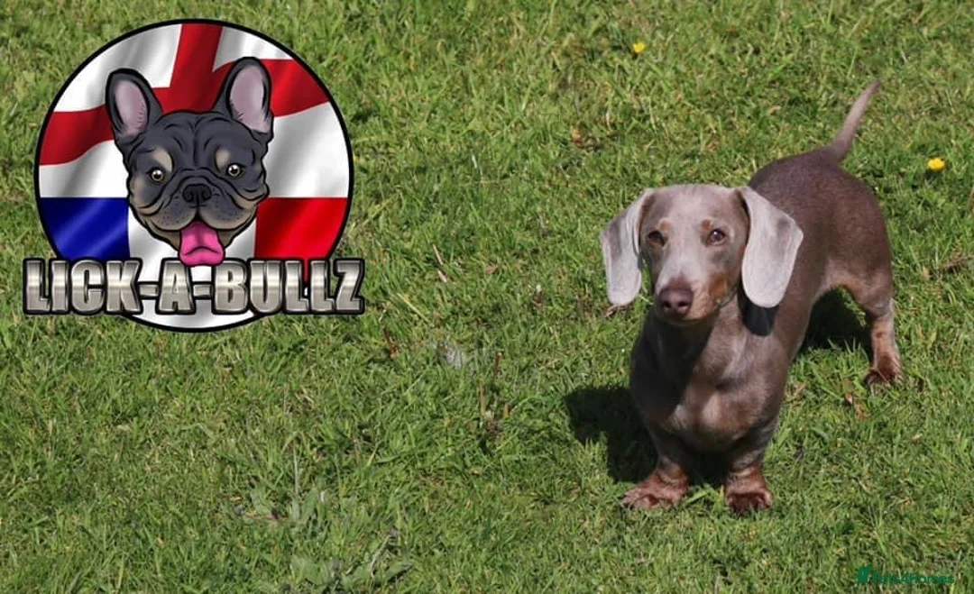 Miniature Dachshund dogs for stud: miniature Dachshund isabell and tan FLUFFY CARRIER in Manchester - Advert 1