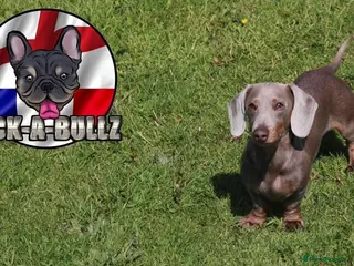 Miniature Dachshund dogs miniature Dachshund isabell and tan FLUFFY CARRIER - Advert 1