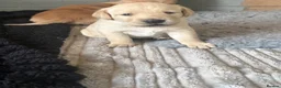 Labrador Retriever dogs for sale: Labrador puppies fox red and golden  in Huntingdon - Advert 2