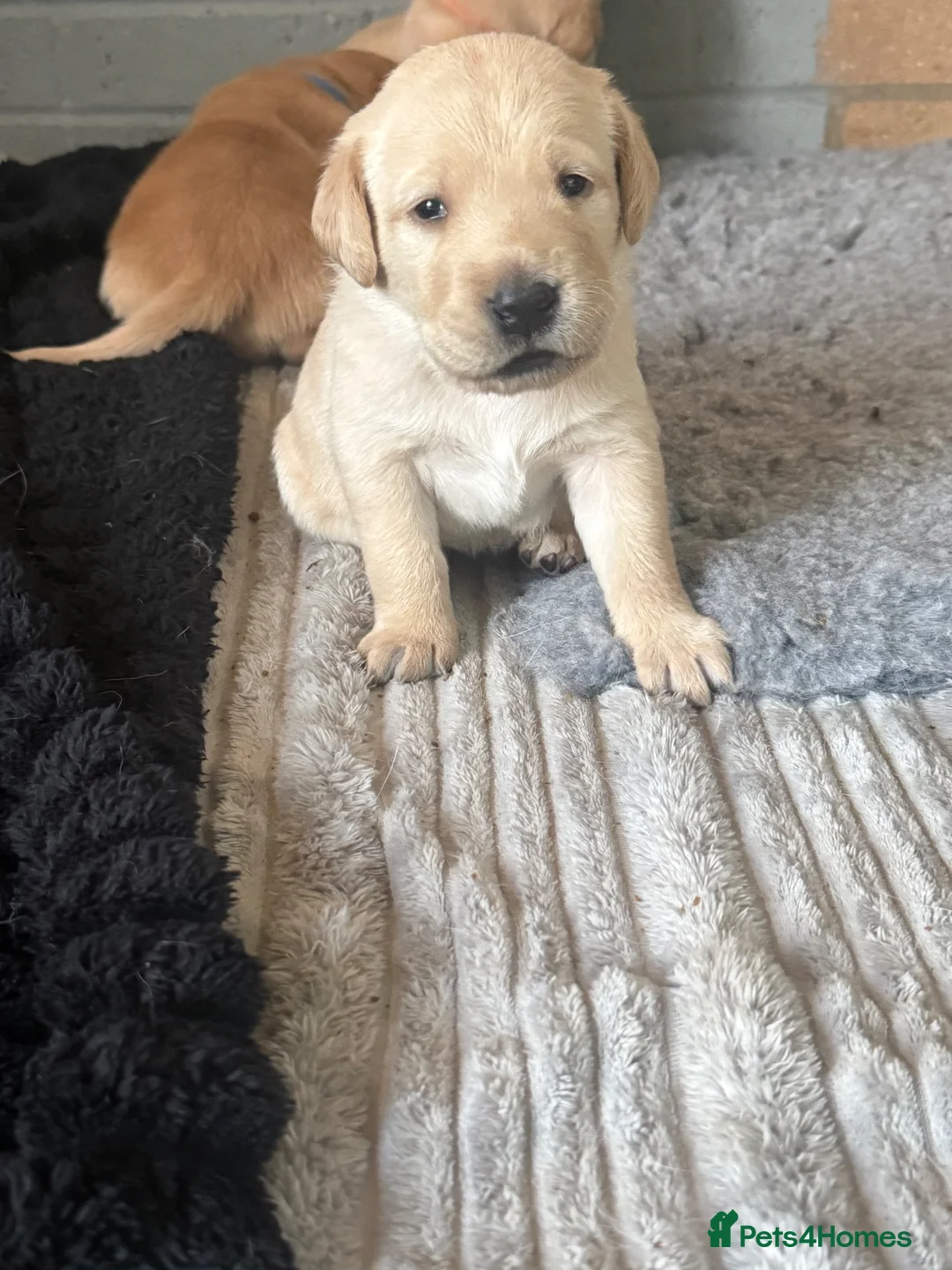 Labrador Retriever dogs for sale: Labrador puppies fox red and golden  in Huntingdon - Advert 2
