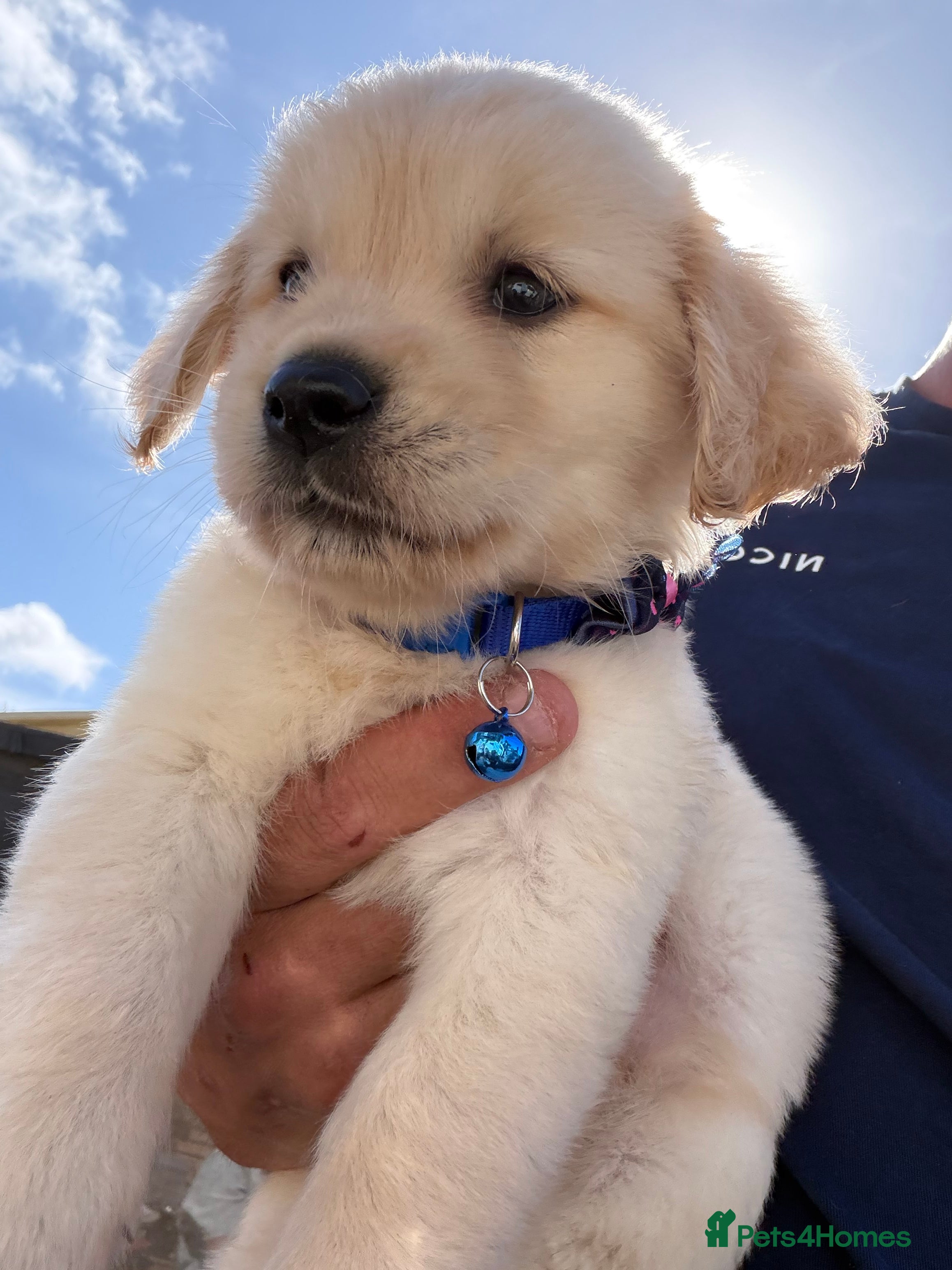 Golden Retriever dogs Golden retriever pups  - Advert 2