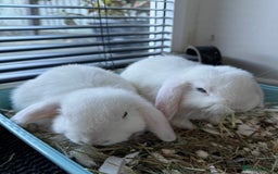 Mini Lop rabbits for sale: X2 male mini lop FREE to good home  - Image 9
