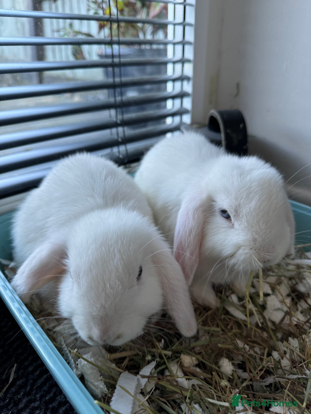 Mini Lop rabbits for sale: X2 male mini lop FREE to good home  - Image 9