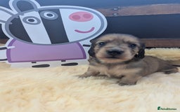 Dachshund dogs for sale: Long haired miniature Dachshunds  - Image 17