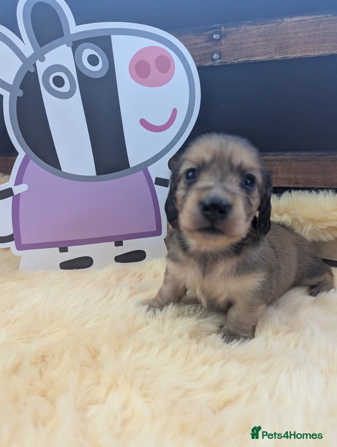 Dachshund dogs for sale: Long haired miniature Dachshunds  - Image 17