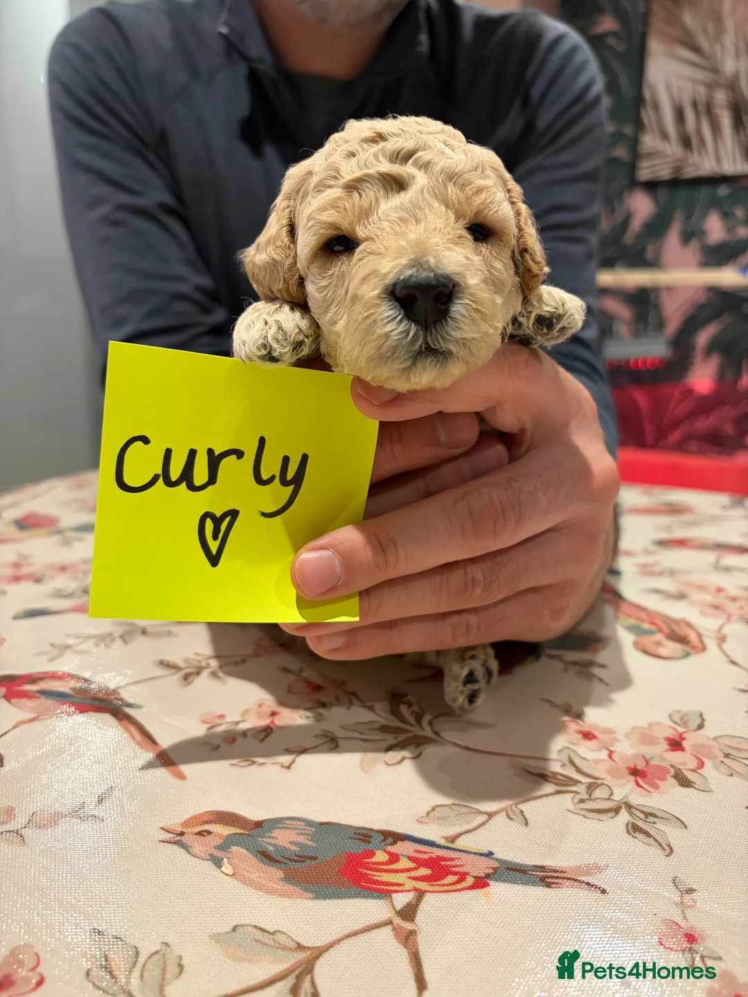 Poochon dogs for sale: 🐾Miniature Poochon puppies sold 8/2/26 - Advert 19