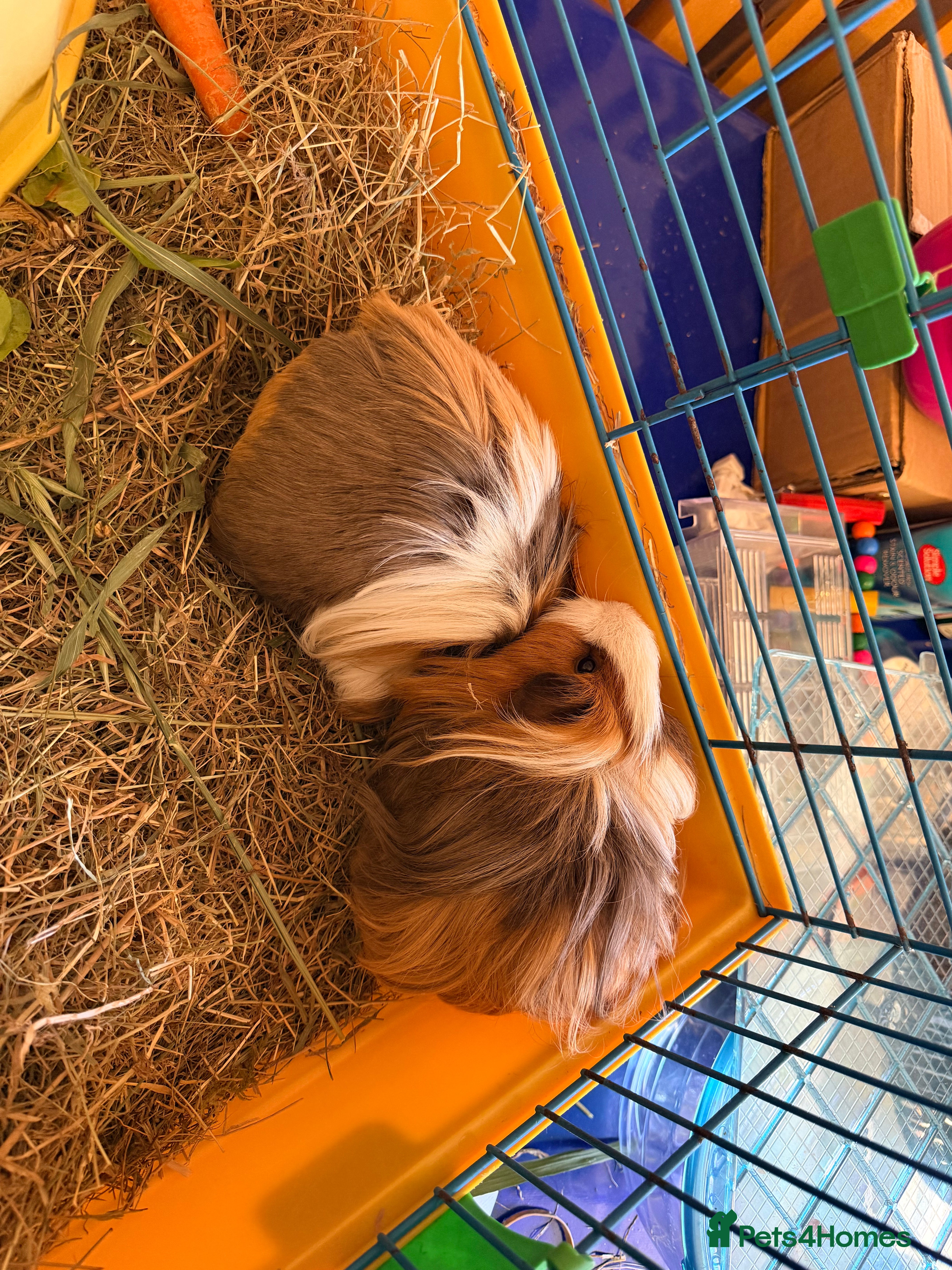 Guinea Pig rodents Guinea Pigs - Advert 4