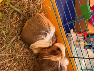 Guinea Pig rodents Guinea Pigs - Advert 4