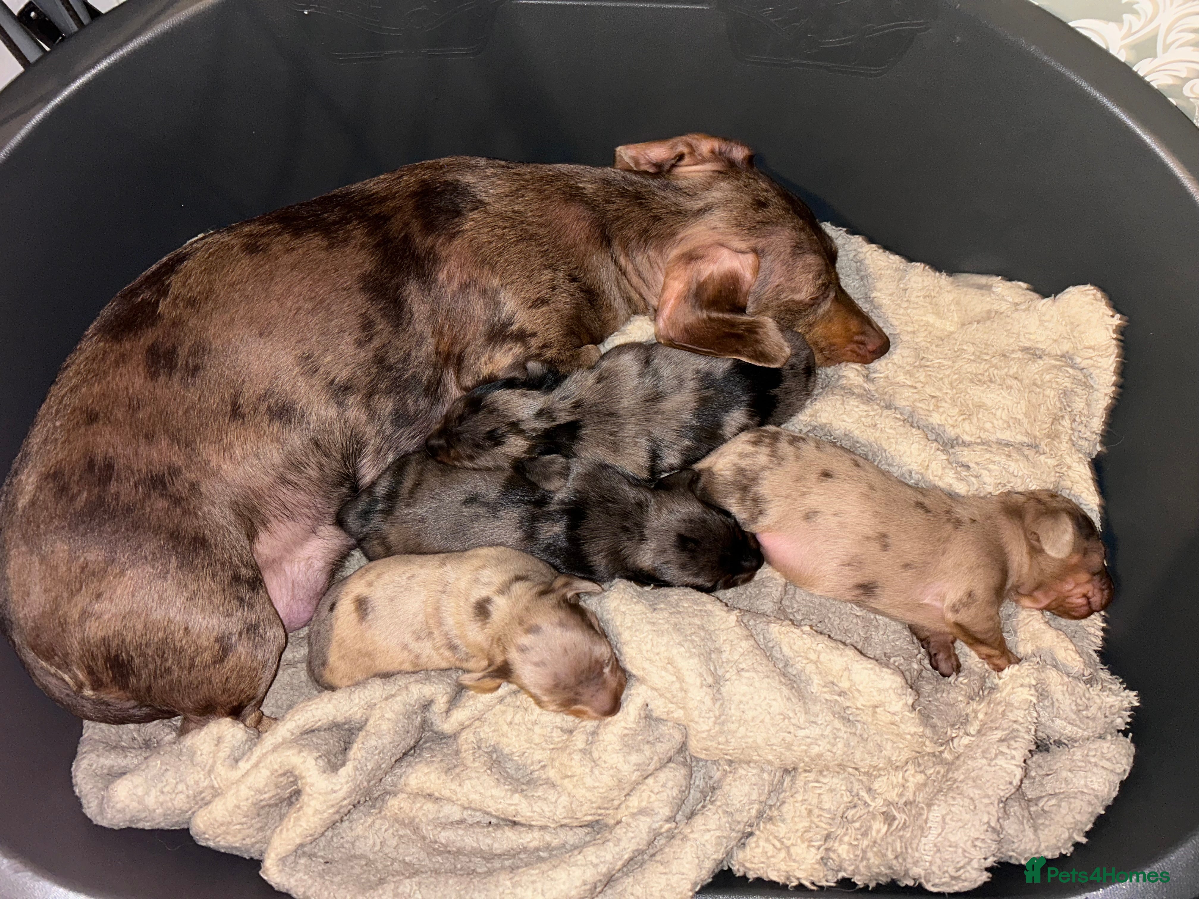Dachshund dogs Dachshund puppies  - Advert 2