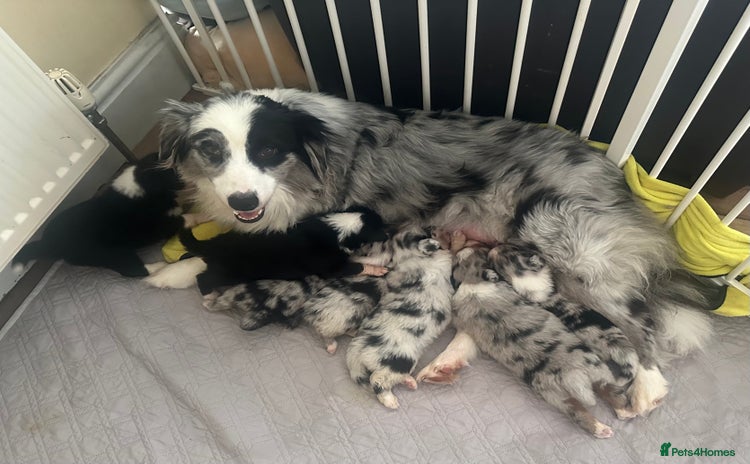Australian Shepherd dogs - Advert 1
