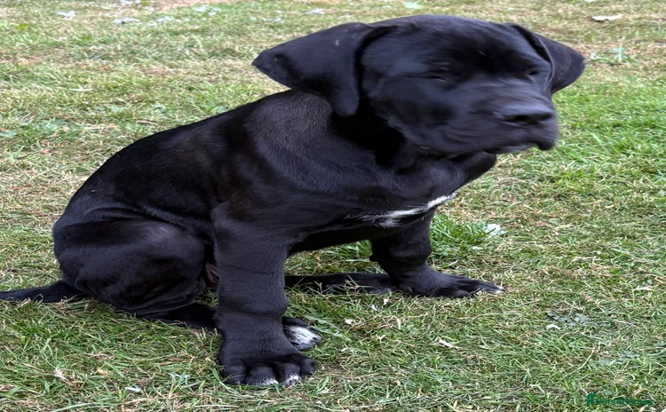 Cane Corso dogs - Advert 1
